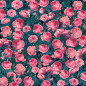Preview: Cricut 2006780 Infusible Ink Transferfolie cabbage rose